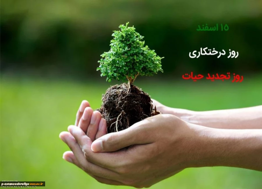 مراسم دختکاری اسفند ماه 1403 2